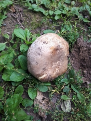 Agaricus bisporus