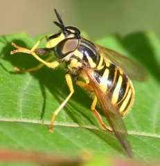 Chrysotoxum pubescens