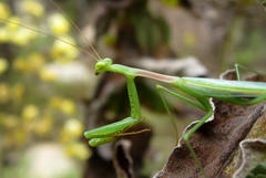 Miomantis