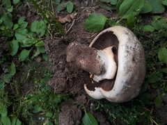 Agaricus bisporus