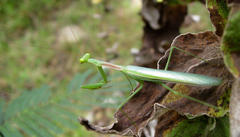 Miomantis
