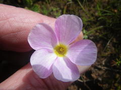 Oxalis glabra