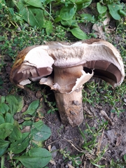 Agaricus bisporus