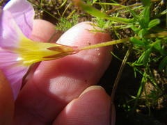 Oxalis glabra