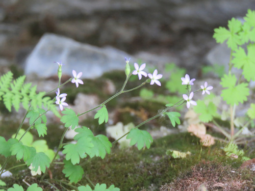 Image of Suksdorfia violacea by no rights reserved