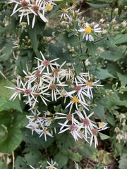 Eurybia