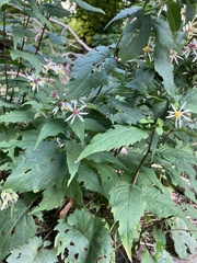 Eurybia
