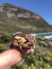 Breviceps rosei rosei