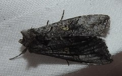 Syngrapha viridisigma