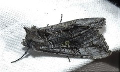 Syngrapha viridisigma