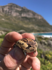 Breviceps rosei rosei