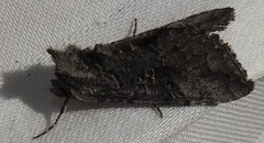 Syngrapha viridisigma