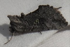 Syngrapha viridisigma