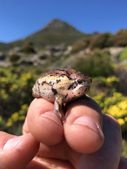 Breviceps rosei rosei