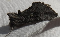 Syngrapha viridisigma