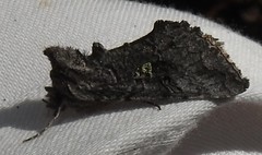 Syngrapha viridisigma