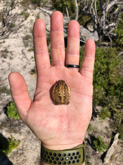 Breviceps rosei rosei