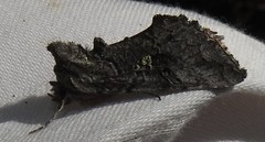 Syngrapha viridisigma