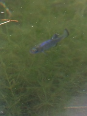 Cyprinodon nevadensis shoshone