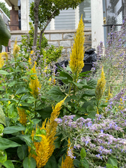 Celosia argentea plumosa