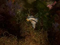 Polycera capensis