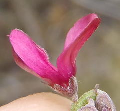 Indigofera meyeriana
