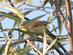 Phylloscopus sibilatrix