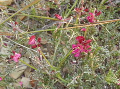 Indigofera meyeriana