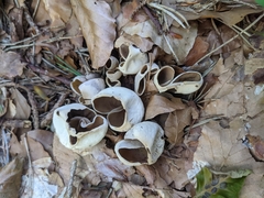 Otidea alutacea