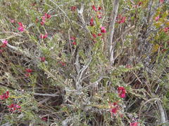 Indigofera meyeriana
