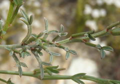 Indigofera meyeriana