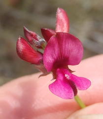 Indigofera meyeriana