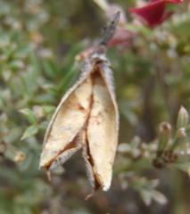 Indigofera meyeriana