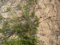 Hellmuthia membranacea