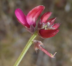 Indigofera meyeriana