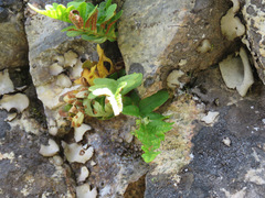 Polypodium hesperium