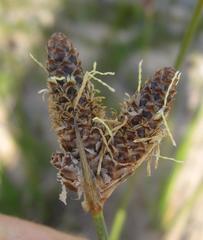 Hellmuthia membranacea