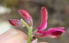 Indigofera meyeriana