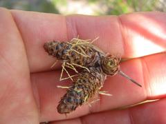 Hellmuthia membranacea