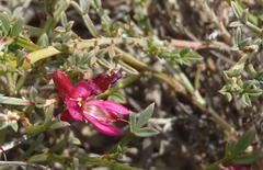 Indigofera meyeriana