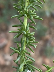 Selago gracilis