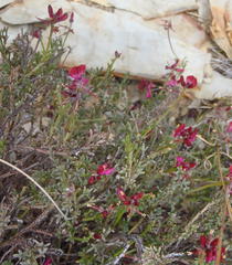 Indigofera meyeriana