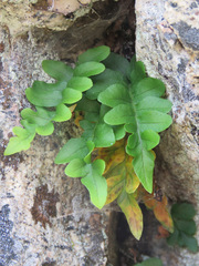 Polypodium hesperium