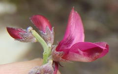 Indigofera meyeriana