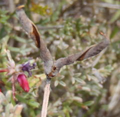 Indigofera meyeriana