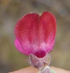 Indigofera meyeriana