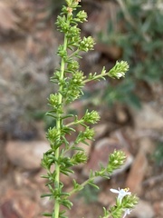 Selago gracilis