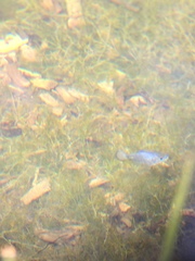 Cyprinodon nevadensis shoshone