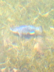 Cyprinodon nevadensis shoshone