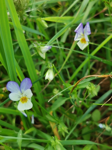 Wild Pansy